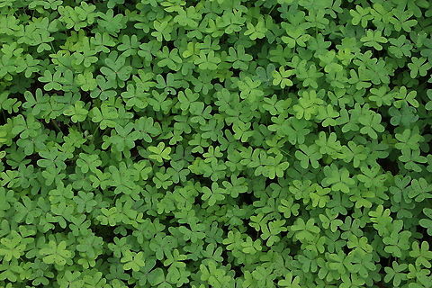Common yellow oxalis  - Oxalis stricta It grows like a lawn and looks fantastic when it is in full bloom. Australia,Common yellow woodsorrel,Eamw flora,Fall,Geotagged,Oxalis stricta