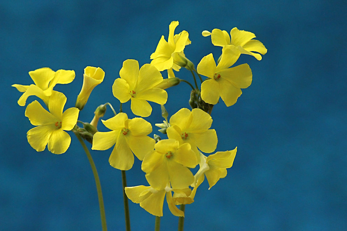 Common yellow oxalis - Oxalis stricta Beautiful to lock at but a problem if it invades your garden. <br />
 Australia,Common yellow woodsorrel,Eamw flora,Fall,Geotagged,Oxalis stricta