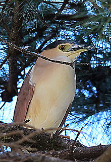 Nankeen Night Heron - Nycticorax caledonious  Australia,Eamw birds,Geotagged,Nankeen Night Heron,Nycticorax caledonicus,Winter