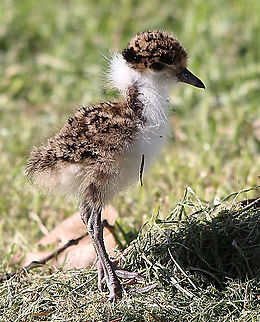 Masked Lapwing chick - Vanellus miles  Australia,Eamw birds,Geotagged,Masked Lapwing,Vanellus miles,Winter