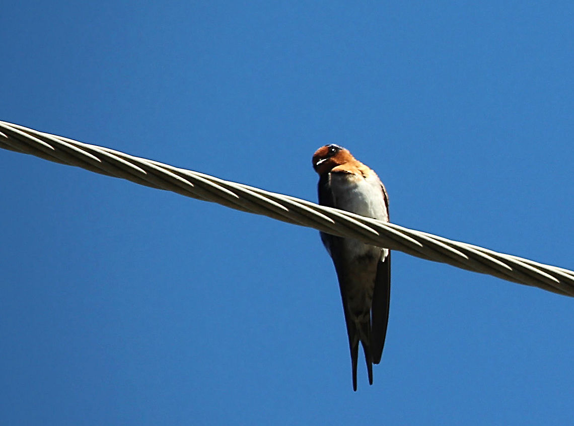Welcome Swallow- Hirundo neoxena  Eamw,Hirundo neoxena,Welcome Swallow