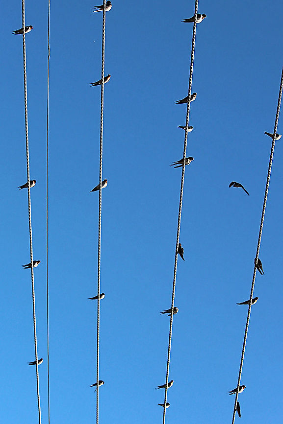 Welcome Swallow - Hiundo neoxena The birds do sometimes migrate north in winter but not alwise. In this image the birds gathered and mostlikely will fly to northern Australia. Australia,Eamw,Geotagged,Hirundo neoxena,Welcome Swallow,Winter