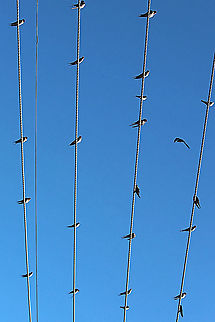 Welcome Swallow - Hiundo neoxena The birds do sometimes migrate north in winter but not alwise. In this image the birds gathered and mostlikely will fly to northern Australia. Australia,Eamw,Geotagged,Hirundo neoxena,Welcome Swallow,Winter