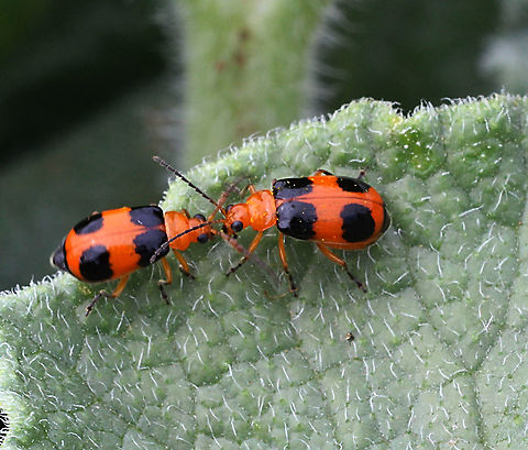 Red pumpkin beetle - Raphidopala foveicollis It is considered to be a pest species .Found on a wild melon plant Australia,Eamw beetles,Geotagged,Raphidopalpa foveicollis,Spring