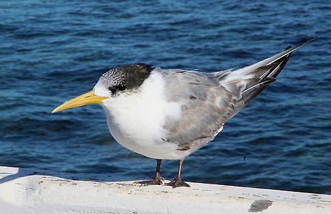 Greater crested tern, Australia Found resting on a bridge handrail.Allowed me to get as close as about 3 m which is unusual. Australia,Eamw birds,Fall,Geotagged,Greater crested tern