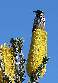New Holland honeyeater - Phylidonyris novaehollandiae Observed feeding on Banksia flower ( not identified) Australia,Eamw,Fall,Geotagged,New Holland honeyeater,Phylidonyris novaehollandiae