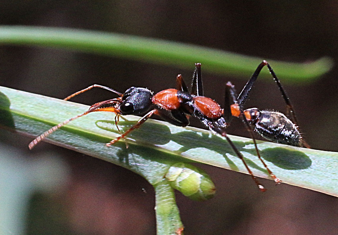 Jumper ant - Myrmecia nigrocincta  Australia,Geotagged,Myrmecia nigrocincta,eamw ants