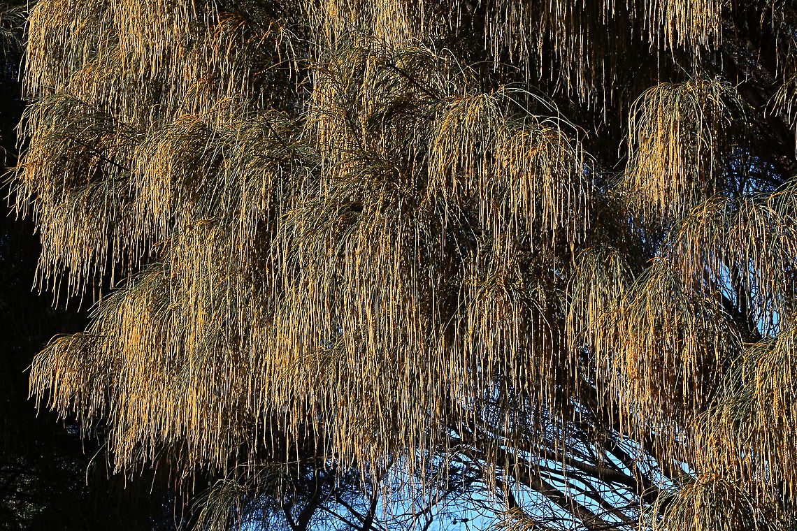 Drooping she-oak - Allocasuarina verticillata The male flowers are laden with pollen and if you are an asthmatic or suffer from hayvever stay away. Allocasuarina verticillata,Drooping sheoak,Eamw flora