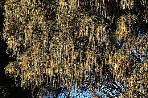 Drooping she-oak - Allocasuarina verticillata The male flowers are laden with pollen and if you are an asthmatic or suffer from hayvever stay away. Allocasuarina verticillata,Drooping sheoak,Eamw flora