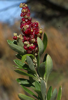Fragrant saltbush - Chenopodium parabolicum  Australia,Chenopodium parabolicum,Eamw flora,Fall,Geotagged