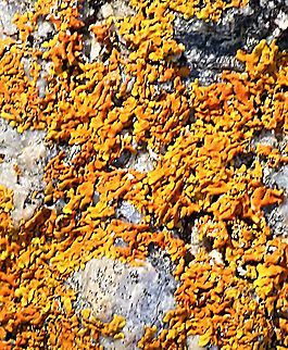 Orange coloured crustose lichen growing on coastal Granit bolders.  Australia,Eamw lichen,Fall,Geotagged,Xanthoparmelia brattii