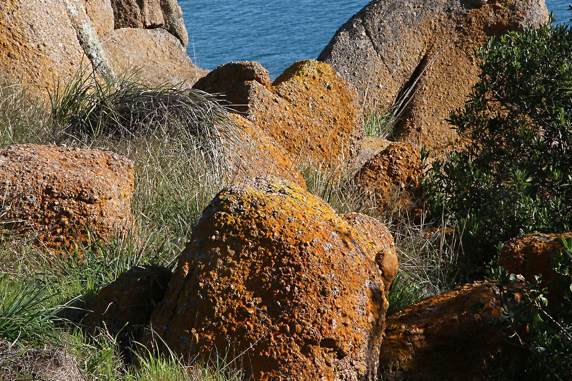 Orange coloured crustose lichen growing on coastal Granit bolders  Australia,Eamw lichen,Fall,Geotagged
