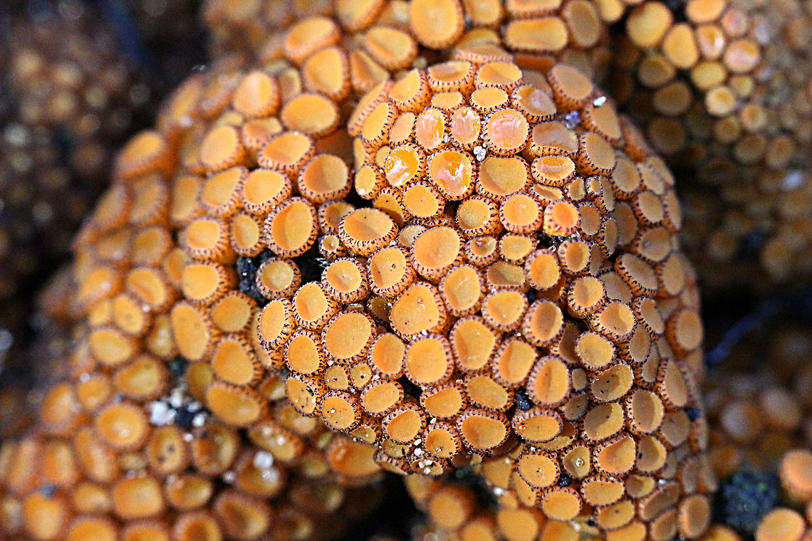 Growing on charcoal after bushfire.  Anthracobia melaloma,Anthrocobia melaloma,Australia,Eamw fungi,Fall,Geotagged,Glenalta SA,fungi