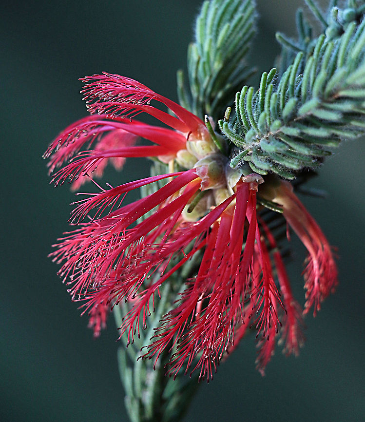 One-sided bottlebrush - Calothamnus quadrifidus Endemic to south-west of Western Australia,but is used for ornamental plantings in the other states. Australia,Calothamnus quadrifidus,Eamw flora,Fall,Geotagged,One-sided bottlebrush