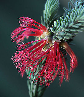 One-sided bottlebrush - Calothamnus quadrifidus Endemic to south-west of Western Australia,but is used for ornamental plantings in the other states. Australia,Calothamnus quadrifidus,Eamw flora,Fall,Geotagged,One-sided bottlebrush