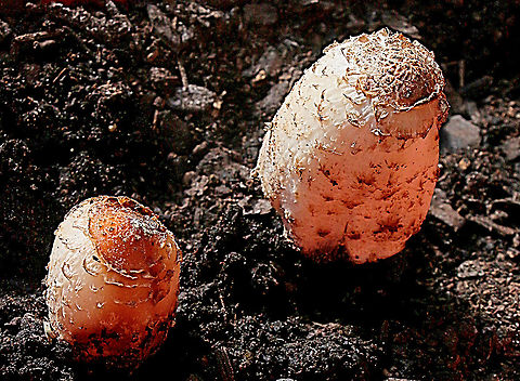 Shaggy Ink Cap - Coprinus comatus Found growing right on the beach,so it must be somewhat salt tolerant.
I did take them home as I had no camera with me,but not wasted as they are edible. Australia,Coprinus comatus,Eamw fungi,Fall,Geotagged,Shaggy ink cap