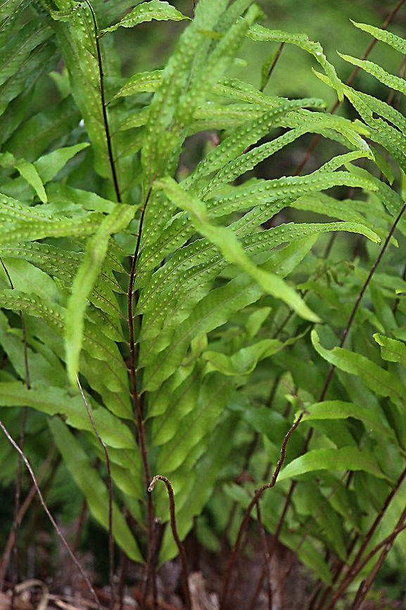 Basket Fern - Drynaria rigidula It seems the accepted scientific name is Aglaomorpha rigidula.<br />
<a href="http://www.catalogueoflife.org/col/details/species/id/e39b2010524863d5450a80221da09cfb/synonym/33a985a8b4aca47198e849e330b69cc8" rel="nofollow">http://www.catalogueoflife.org/col/details/species/id/e39b2010524863d5450a80221da09cfb/synonym/33a985a8b4aca47198e849e330b69cc8</a> Aglaomorpha rigidula,Australia,Basket fern,Drynaria rigidula,Eamw flora,Geotagged,Summer