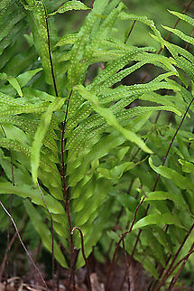 Basket fern