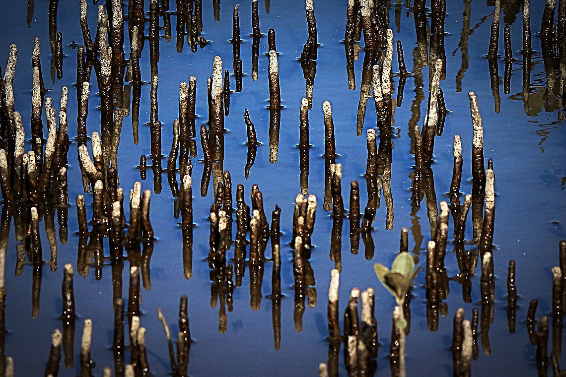 Mangrove pneumatophores ( airial roots ) of unidentified species Growing in salt marsh near tidal river in shoalhaven area NSW Australia,Eamw flora,Geotagged