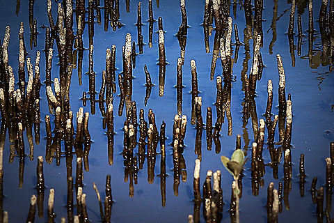Mangrove pneumatophores ( airial roots ) of unidentified species Growing in salt marsh near tidal river in shoalhaven area NSW Australia,Eamw flora,Geotagged