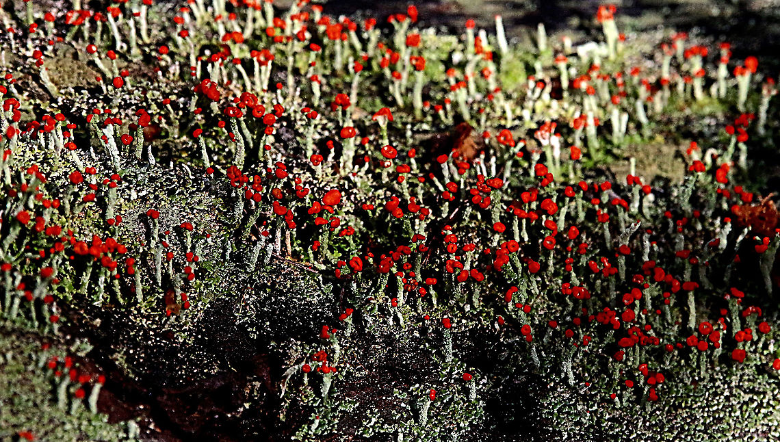 Devil's Matchsticks - Cladonia floerkeana  Australia,Cladonia floerkeana,Devil's Matchsticks,Eamw flora,Geotagged,Winter