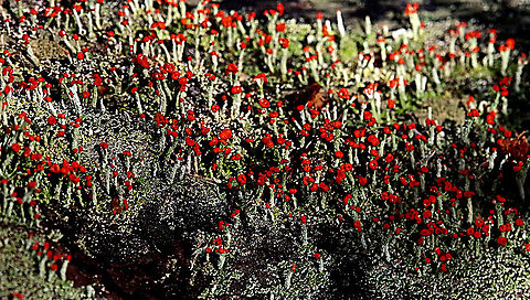 Devil's Matchsticks - Cladonia floerkeana  Australia,Cladonia floerkeana,Devil's Matchsticks,Eamw flora,Geotagged,Winter