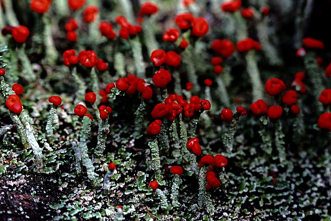 Devil's Matchsticks - Cladonia floerkeana  Australia,Cladonia floerkeana,Devil's Matchsticks,Devil's matchsticks,Eamw flora,Geotagged,Winter