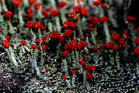 Devil's Matchsticks - Cladonia floerkeana  Australia,Cladonia floerkeana,Devil's Matchsticks,Devil's matchsticks,Eamw flora,Geotagged,Winter