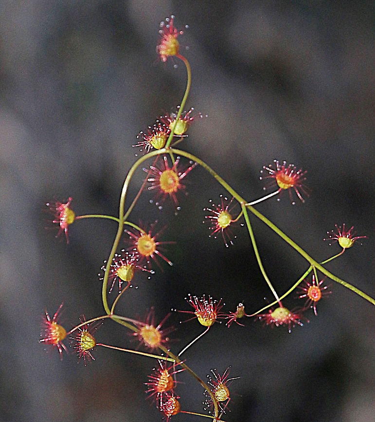 Climbing sundew - Drosera macrantha  Australia,Drosera macrantha,Eamw flora,Eamw sundews,Fall,Geotagged