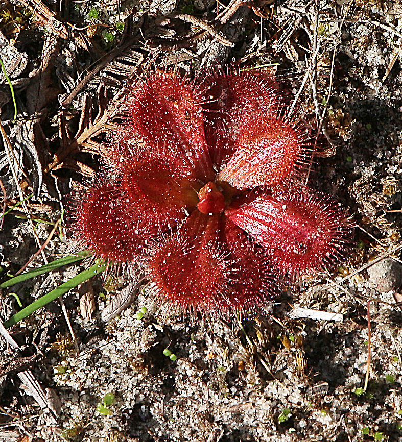 Drosera aberrans  Australia,Drosera aberrans,Eamw flora,Eamw sundews,Fall,Geotagged