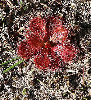Drosera aberrans  Australia,Drosera aberrans,Eamw flora,Eamw sundews,Fall,Geotagged