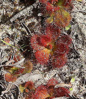Drosera aberrans Growing in wet sandy areas Australia,Drosera aberrans,Eamw flora,Eamw sundews,Fall,Geotagged