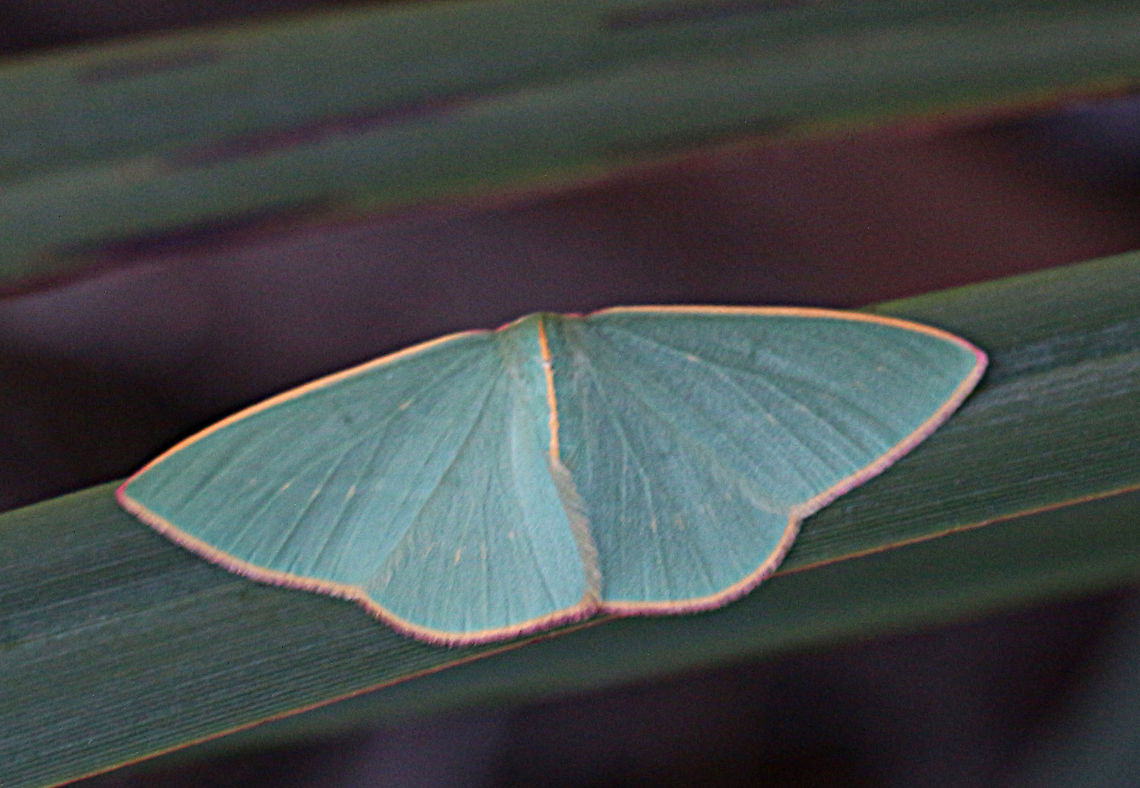 Chlorocoma externa Australian living Atlas used to identify and check on distribution. Australia,Chlorocoma,Chlorocoma externa,Eamw emerald moth,Eamw moth,Fall,Geotagged
