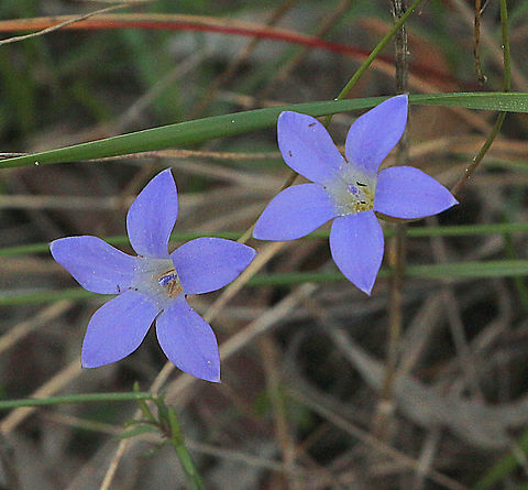 Royal bluebell - Wahlenbergia gloriosa  Australia,Eamw flora,Fall,Geotagged,Royal bluebell,Wahlenbergia gloriosa