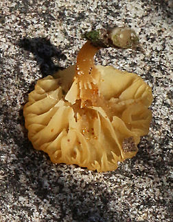 Yellow Navel - Lichenomphalia chromacea Gill formation. Australia,Eamw fungi,Fall,Geotagged,Lichenomphalia chromacea,Yellow Navel