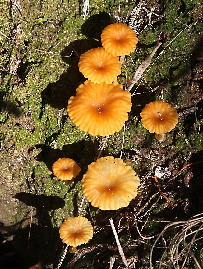 Yellow Navel - Lichenomphalia chromacea  Australia,Eamw fungi,Fall,Geotagged,Lichenomphalia chromacea,Yellow Navel