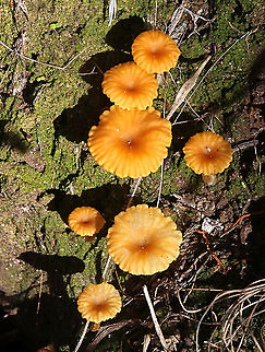 Yellow Navel - Lichenomphalia chromacea  Australia,Eamw fungi,Fall,Geotagged,Lichenomphalia chromacea,Yellow Navel