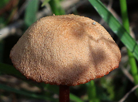 Unidentified  fungi  Australia,Eamw fungi,Fall,Geotagged