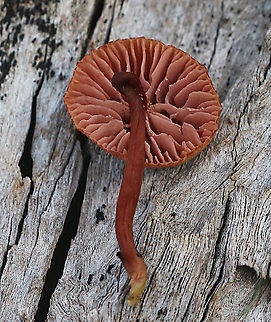 Gill formation of unidentified fungi  Australia,Eamw fungi,Fall,Geotagged