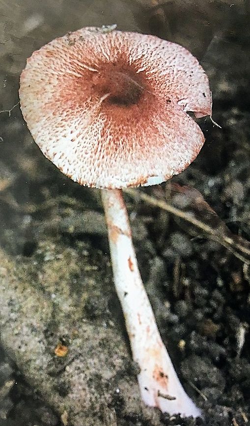 Lepiota haemorrhagica  Australia,Eamw fungi,Geotagged,Lepiota haemorrhagica,Summer