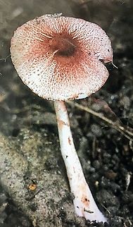 Lepiota haemorrhagica  Australia,Eamw fungi,Geotagged,Lepiota haemorrhagica,Summer