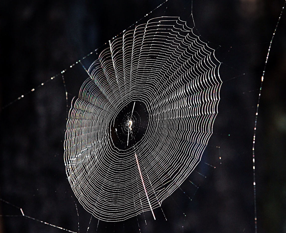 Net from unidentified orb weaving spider.  Australia,Eamw spiders,Geotagged