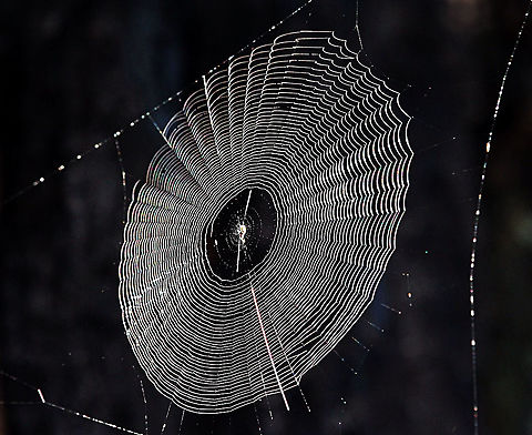 Net from unidentified orb weaving spider.  Australia,Eamw spiders,Geotagged