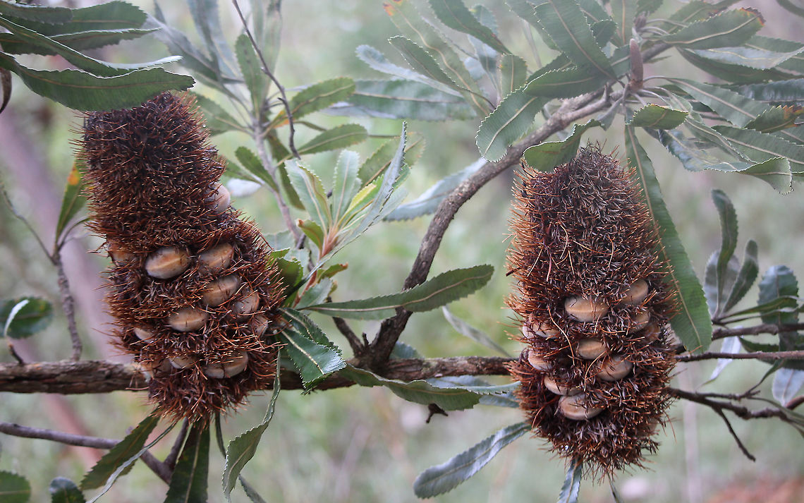 Seed cones of old man banksia - Banksia serrata  Australia,Banksia serrata,Eamw Banksias,Eamw flora,Geotagged,Saw banksia,Winter
