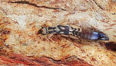 Unidentified species of earwig Found under bark of eucalyptus tree. Australia,Eamw earwigs,Geotagged