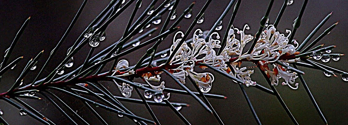 Bush needlewood - Hakea sericea  Australia,Eamw flora,Geotagged,Hakea sericea,Silky hakea
