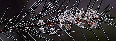 Bush needlewood - Hakea sericea  Australia,Eamw flora,Geotagged,Hakea sericea,Silky hakea