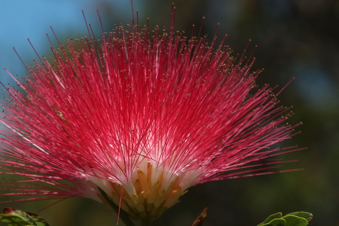 New Zealand Christmas tree - Metrosideros excelsa Commonly used as an ornamental tree in Australia  Australia,Eamw flora,Geotagged,Metrosideros excelsa,Pōhutukawa
