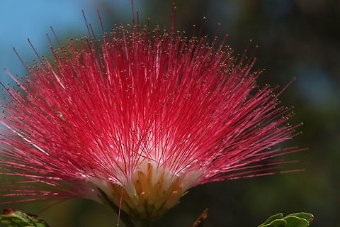 New Zealand Christmas tree - Metrosideros excelsa Commonly used as an ornamental tree in Australia  Australia,Eamw flora,Geotagged,Metrosideros excelsa,Pōhutukawa