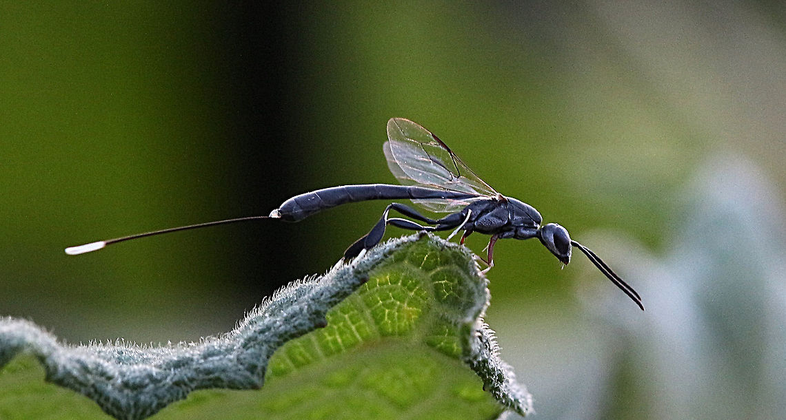 Gasteruption wasp - Gasteruption fluviale Identified by I Naturalist. Australia,Eamw wasps,Fall,Gasteruption fluviale,Geotagged